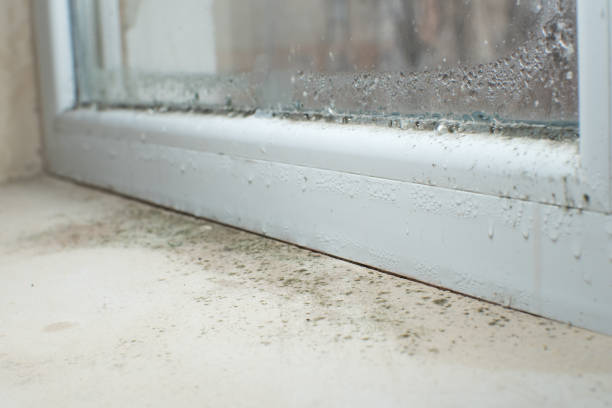  Shepherdstown, WV Mold Removal Pros